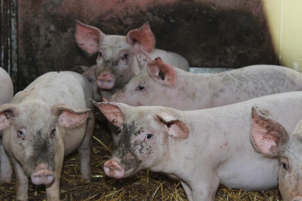 Villa Società Agricola F.lli Angelucci Cannara Esterno foto