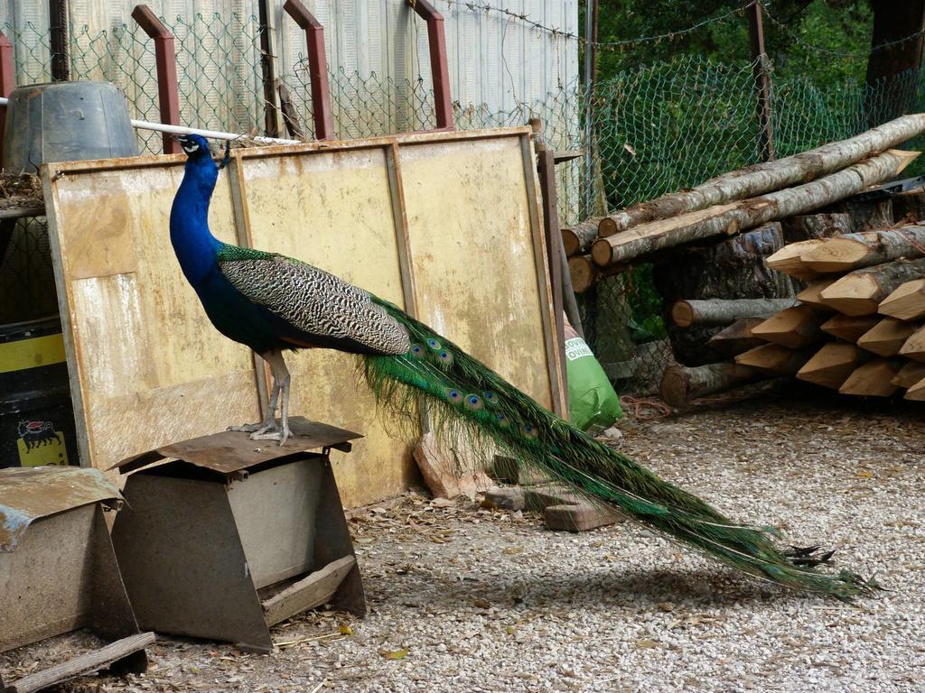 Villa Società Agricola F.lli Angelucci Cannara Esterno foto