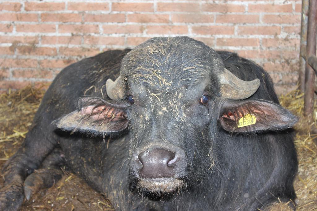 Villa Società Agricola F.lli Angelucci Cannara Esterno foto